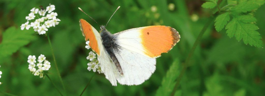 European butterfly - Anthocharis cardamines