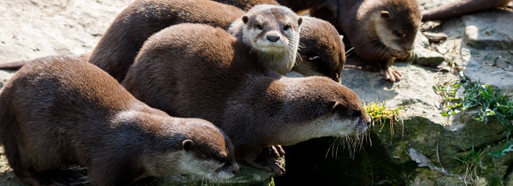 European otter family