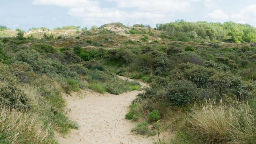 Flanders Belgium Coastal dunes