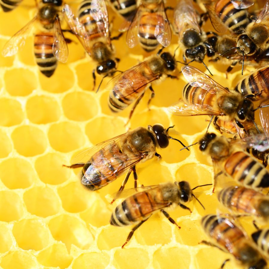 bees on a honey comb