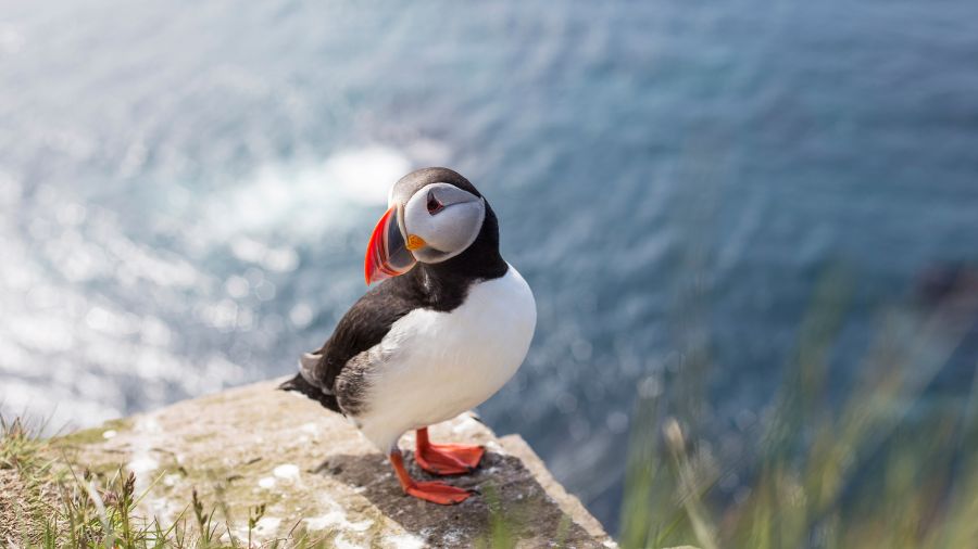 puffins on the coast, North-East England