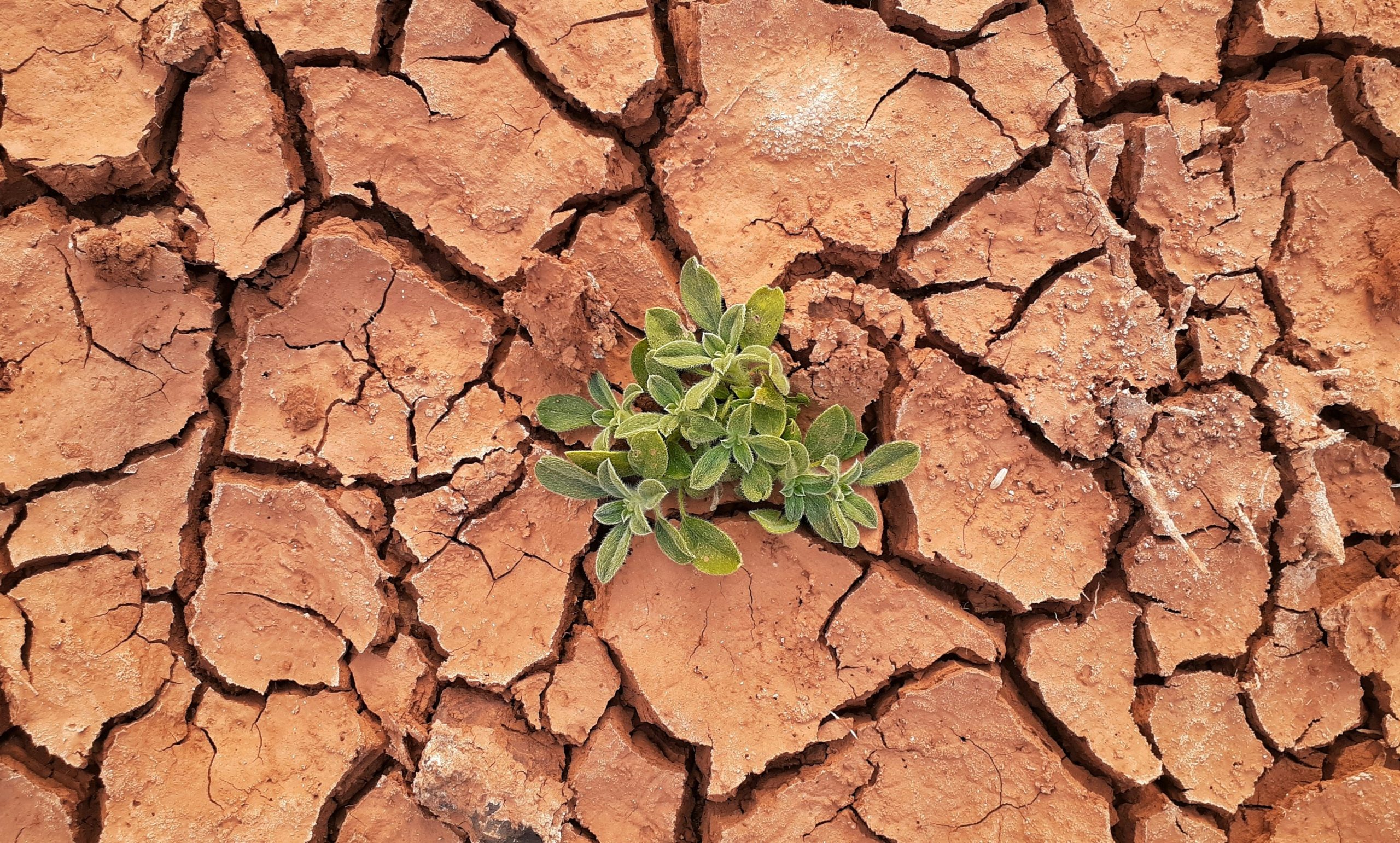 desert floor with cracks with plant in the middle